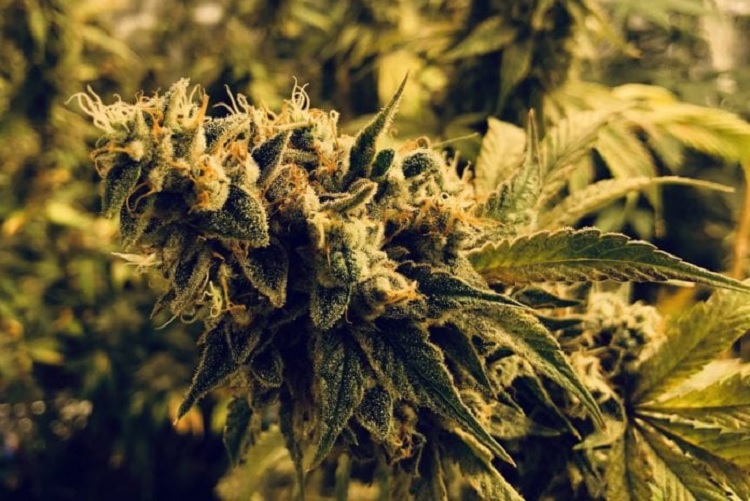 Why cannabis users need mail order marijuana in USA