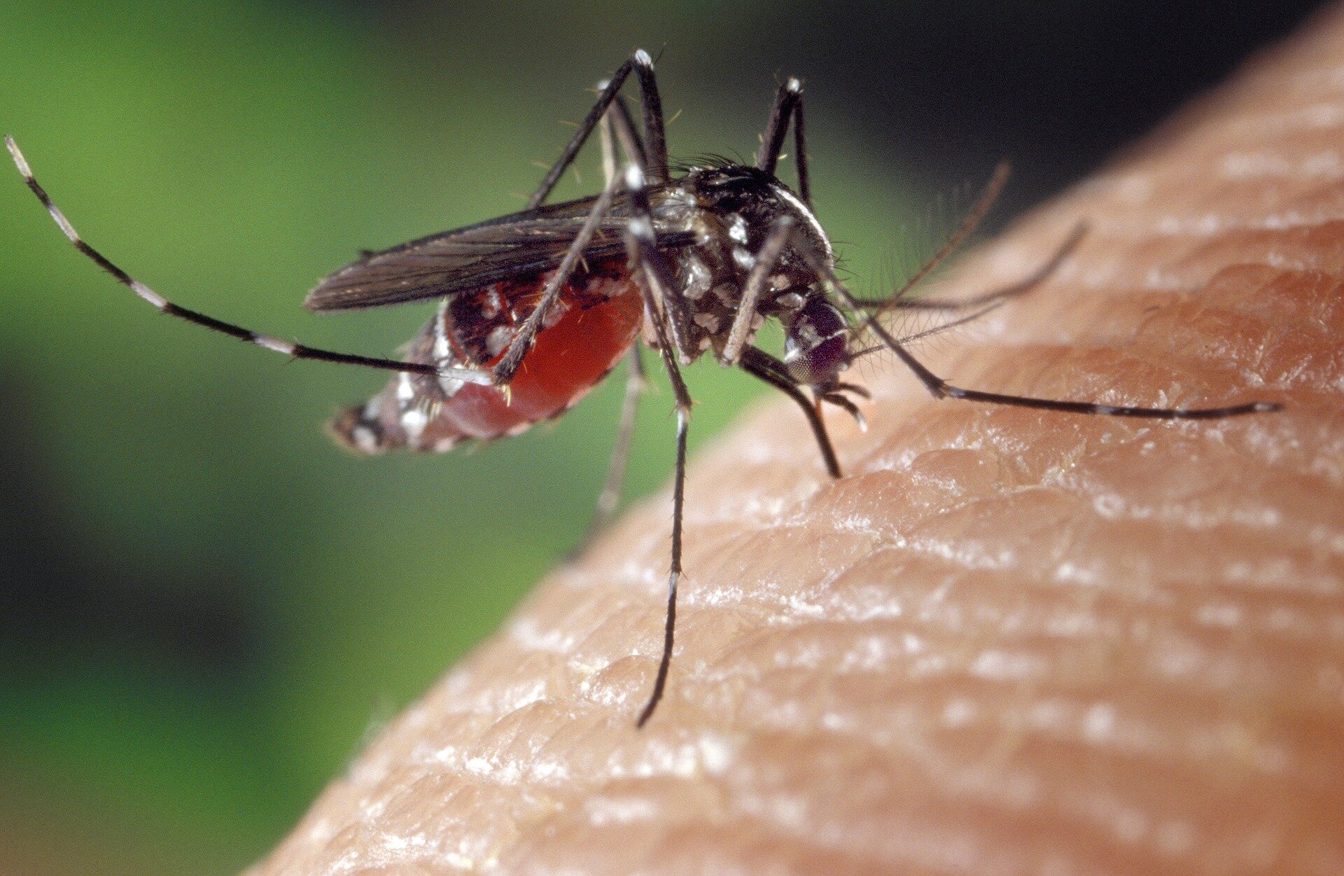 Mosquitoes Are Evolving Faster Than Insecticides A Growing Malaria Threat